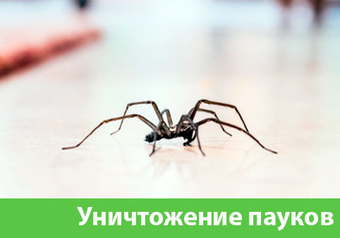 Избавиться от пауков в городе Рубцовск