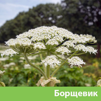 Борщевик в Рубцовске