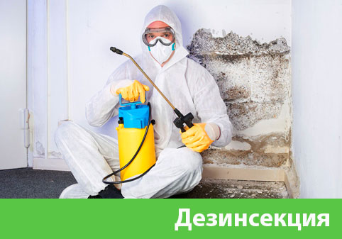 Дезинсекция в городе Рубцовск