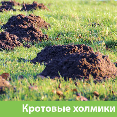 Кроты на участке в Рубцовске