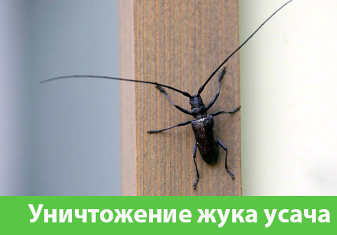 Обработка от жука усача в городе Рубцовск