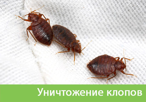 Уничтожение клопов в городе Рубцовск