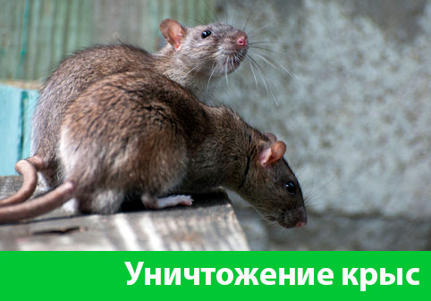 Уничтожение крыс в городе Рубцовск