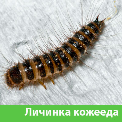Личинка Кожееда в Рубцовске