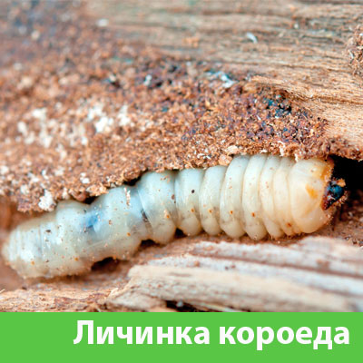 Уничтожение личинок короеда в Рубцовске