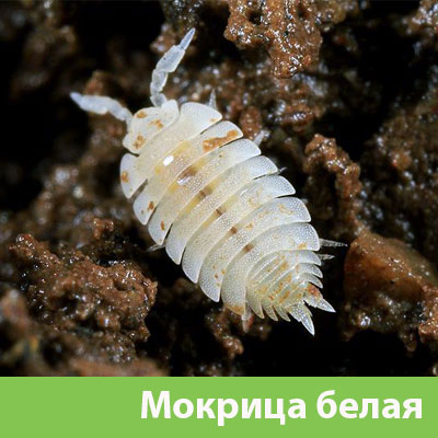 Мокрица в Рубцовске фото
