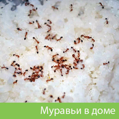 Муравьи в доме в Рубцовске