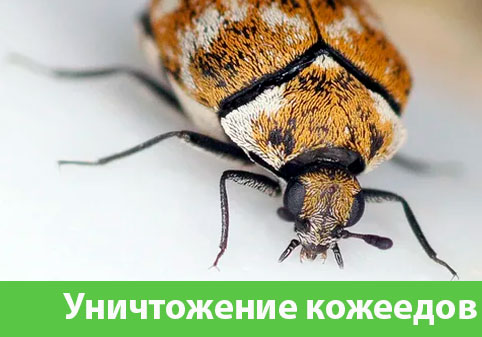 Обработка от кожееда в городе Рубцовск 