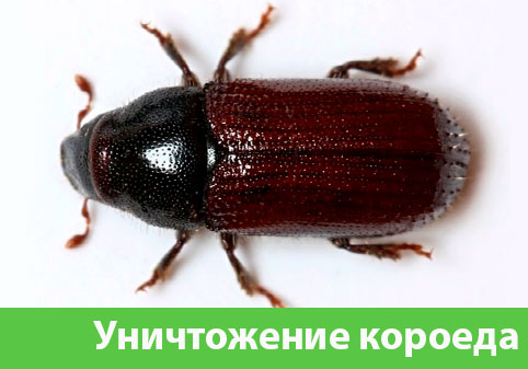 Обработка от древоточца в городе Рубцовск