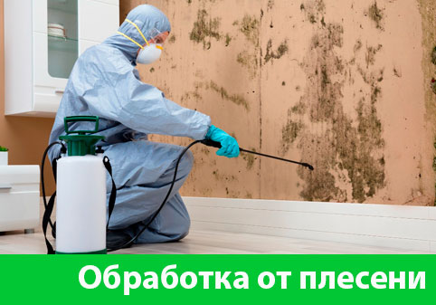 Обработка от плесени в городе Рубцовск