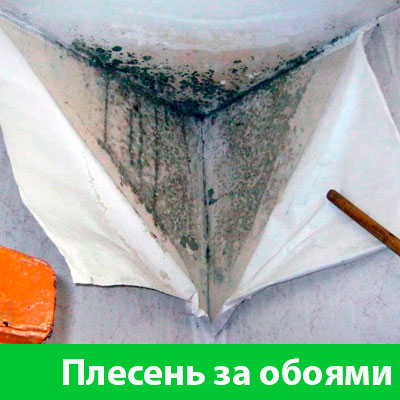 Удаление плесени в Рубцовске