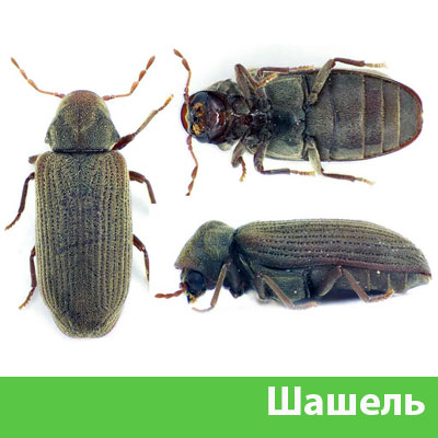 Обработка от шашеля в городе Рубцовск