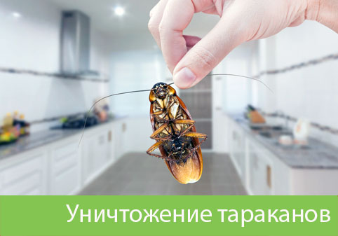 Уничтожение тараканов в городе Рубцовск