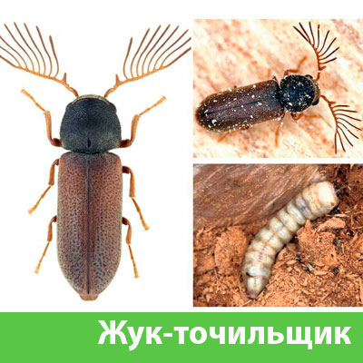 Уничтожение точильщика и личинок в Рубцовске