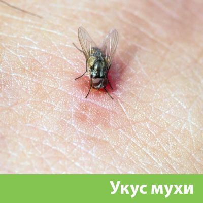Уничтожение мух в Рубцовске