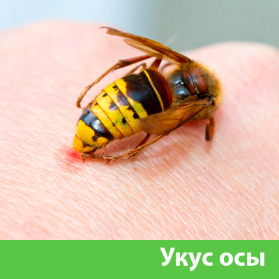 Профессиональное уничтожение ос и шершней в Рубцовске