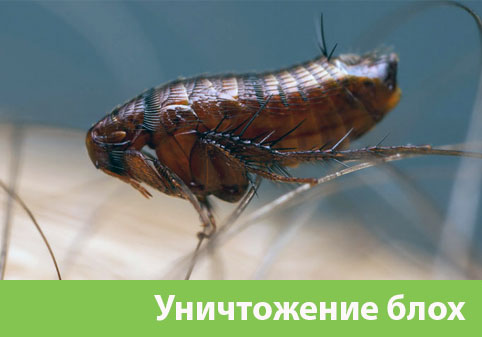 Уничтожение блох в городе Рубцовск