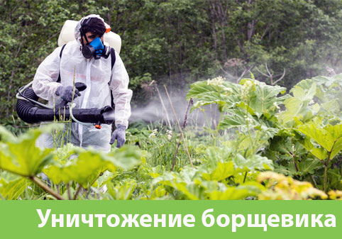 Уничтожение Борщевика в городе Рубцовск