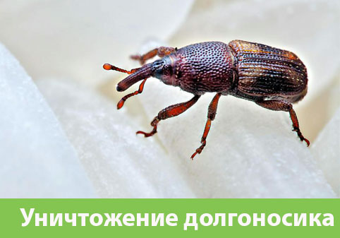 Уничтожение долгоносиков в городе Рубцовск