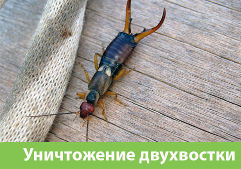 Уничтожение двухвостки в городе Рубцовск