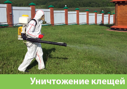Уничтожение клещей в городе Рубцовск