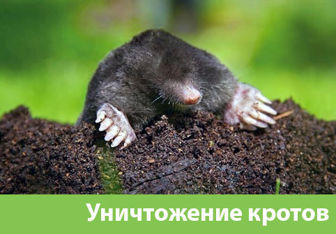 Уничтожение кротов в городе Рубцовск