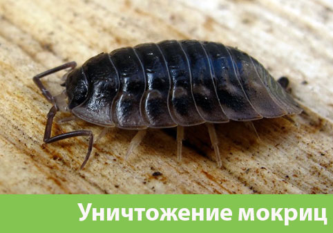 Мокрицы в квартире в городе Рубцовск