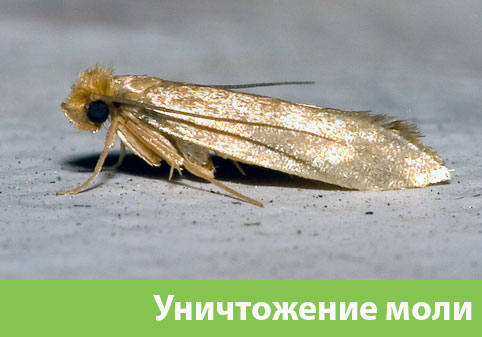 Уничтожение моли в городе Рубцовск 