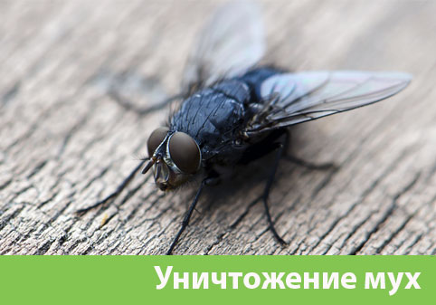 Уничтожение мух в городе Рубцовск