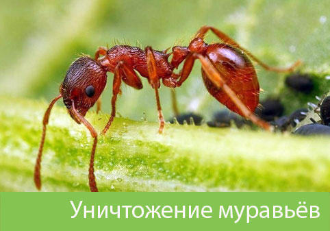 Уничтожение муравьёв в городе Рубцовск