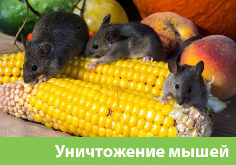 Уничтожение мышей в Рубцовске