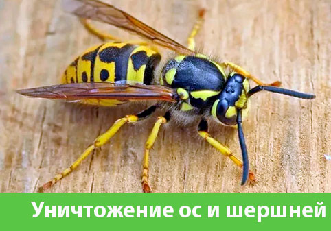 Уничтожение ос и шершней в городе Рубцовск