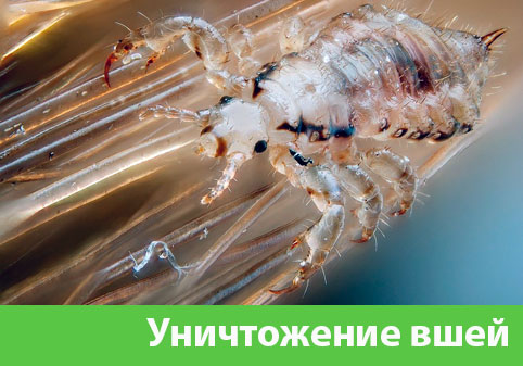 Уничтожение вшей в городе Рубцовск